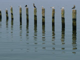 Gulls Perched on Pilings Photographie par Robert Madden