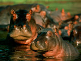 beverly-joubert-hippopotames-pataugeant-