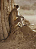 Hanuman Langur Resting under a Banyan Tree Photographic Print by Jason Edwards