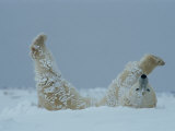 A Polar Bear (Ursus Maritimus) Rolls Through the Snow Photographie par Norbert Rosing