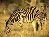 Zebra Grazing with Young Photographic Print by Beverly Joubert