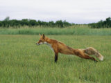 A Red Fox Stretches its Legs in a Field Photographic Print by Roy Toft