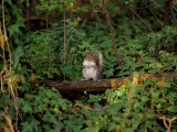A Common Squirrel Perches on a Tree Limb Photographic Print by Scott Sroka
