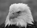 A Black and White Portrait of an American Bald Eagle Photographie par Norbert Rosing