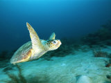 An Endangered Loggerhead Turtle with a Missing Right Rear Flipper Fotoprint van Brian J. Skerry