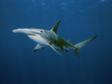 Grand requin-marteau Photographie par Brian J. Skerry