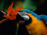 A Portrait of Henry the Macaw, Who Resided in National Geographics Explorers Hall for over 20 Years Photographie par Scott Sroka
