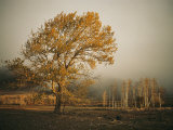 Golden Sunlit Tree in the Mist Photographie par Sisse Brimberg