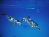 A Pair of Dolphins Swimming Together Photographic Print by Nick Caloyianis