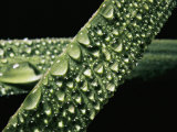 Early Morning Dew Covers Grass Leaves Photographic Print by Brian Gordon Green