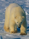 A Polar Bear Heads Across a Snowy Field Photographic Print by Paul Nicklen