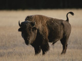 Norbert Rosing - American Bison on Grassland Fotografická reprodukce Norbert Rosing - American Bison on Grassland Fotografická reprodukce