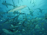 Sharks in a Feeding Frenzy Photographic Print by Brian J. Skerry