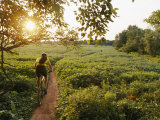 A Cyclist Rides on a Trail Through a Soybean Field Fotografisk trykk av Skip Brown