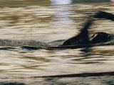 A Swimmer Does the Crawl Photographic Print by Dugald Bremner