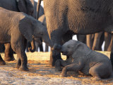 Juvenile African Elephants Touch Trunks Photographic Print by Beverly Joubert