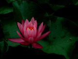 A Pink Flower Opens its Petals Above Green Leaves Photographic Print
