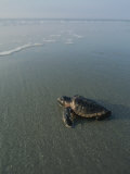 A Newly-Hatched Loggerhead Sea Turtle Heads for the Water Photographic Print by Michael Melford