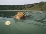 A Labrador Retriever Swims after a Tennis Ball with Another Retriever Following Behind Photographic Print by Roy Toft