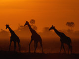 Silhouettes de girafes au coucher du soleil Photographie par Beverly Joubert