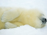 Close View of Sleeping Two-Day-Old Harp Seal Pup Photographic Print by Norbert Rosing