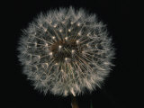 Close-up of a Dandelion That Has Gone to Seed Photographic Print by Brian Gordon Green