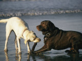 Two Labrador Retrievers Play with a Stick on a Beach Photographie par Roy Toft