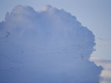 Sandhill Cranes Fly Through Thunderheads Photographic Print by Joel Sartore