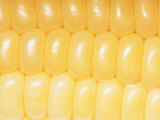 A Close View of Rows of Corn Kernels Photographic Print by Brian Gordon Green
