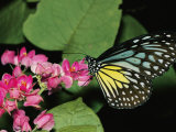 Close View of a Blue and Yellow Glassy Tiger Butterfly on a Pink Flower Photographic Print by Tim Laman