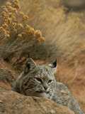 A Bobcat Photographic Print by Norbert Rosing
