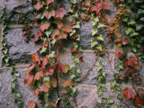 Ivy on a Stone Wall Photographic Print by Al Petteway