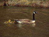 A Canada Goose is Followed by Two Goslings in the Water Photographic Print