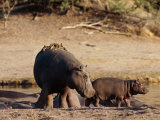 A Female Hippopotamus and Her Youngster Hang out at the Edge of a Pool Photographic Print by Beverly Joubert