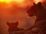 African Lions (Panthera Leo), Female and Cub at Twilight, with the Lioness Looking for Prey Photographic Print by Beverly Joubert