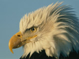 Profile View of a Bald Eagle Photographic Print by Norbert Rosing