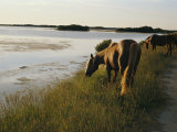 Des poneys chincoteagues broutant de l'herbe dans les marais Photographie par Al Petteway