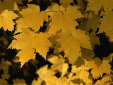 Maple Tree Leaves Have Turned a Bright Yellow in the Fall Photographic Print by Brian Gordon Green