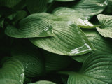 Water Drops on Plant Leaves Photographie par Al Petteway
