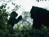 A Female Western Lowland Gorilla Appears to Be Teaching Her Youngster Photographie par Jason Edwards