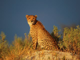 Un guépard surveille son territoire Photographie par Beverly Joubert