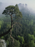 Scenic View of a Gnarled Tree Photographic Print by Norbert Rosing