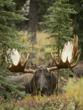 A Moose at Rest in Denali National Park Photographic Print by Paul Nicklen