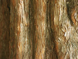 Tree Bark Photographie par Al Petteway