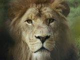 The Menacing Look of a Lion Photographic Print by Jason Edwards