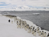 Chin Strap Penguins March Along the Icy Coast of Antarctica Photographic Print by Ralph Lee Hopkins