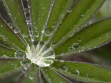 A Close View of Water in a Lupine Leaf Photographie par Taylor S. Kennedy