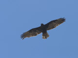A Galapagos Hawk Soars Above Bartolome Island Photographic Print by Ralph Lee Hopkins