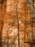 Solitary Tree in Front of Red Rock Canyon Walls at Oak Creek Canyon Photographic Print by Charles Kogod