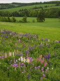 Lupines Grow in Front of Hay Fields in Springtime Photographic Print by Taylor S. Kennedy